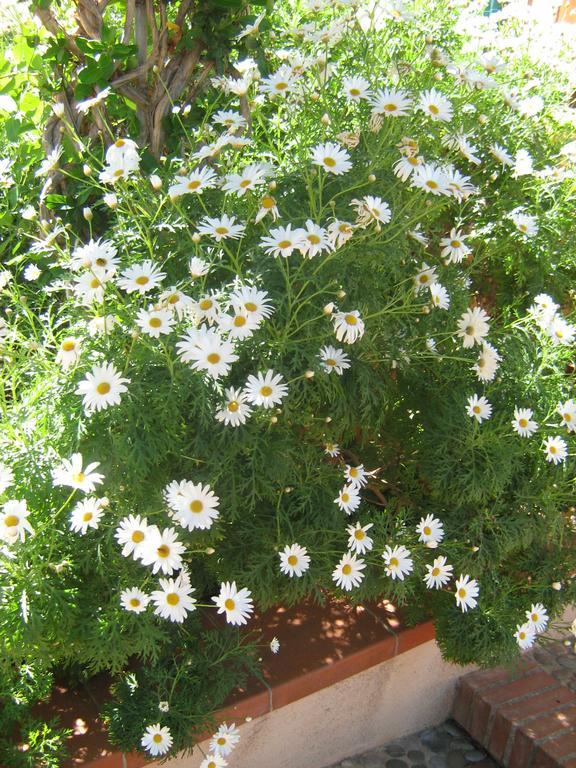 Апартаменты Terrazza Mimosa Чефалу Экстерьер фото
